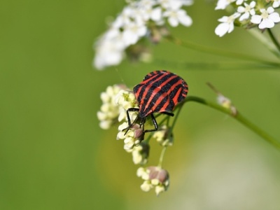 Populacje owadów się kurczą – alarmują naukowcy