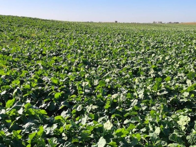 Nie spóźnić skracania rzepaku