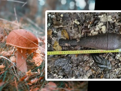 Leśne grzybobranie zakończone odkryciem granatu