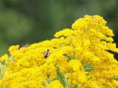 Ta roślina to symbol jesieni. Na polskich łąkach jest nieproszonym gościem
