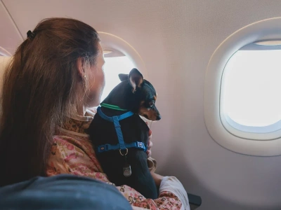 Te linie są najbardziej przyjazne zwierzętom. Jak wypadły Ryanair i LOT?