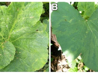 Nowy wirus dyniowatych – Moroccan watermelon virus