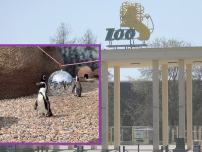 Pingwiny maszerują w rytmie disco. To nowa atrakcja we wrocławskim zoo