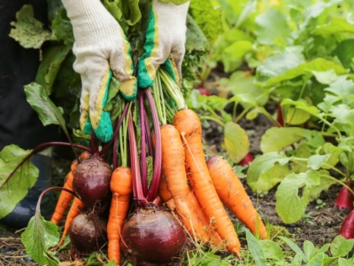 MRiRW chce wprowadzić znak żywności ekologicznej w żywieniu zbiorowym