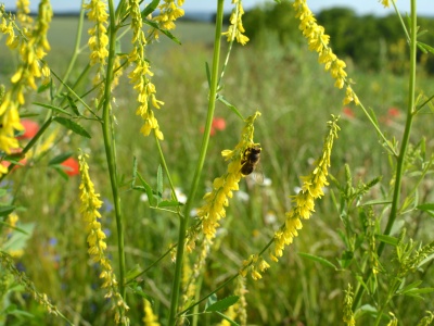 Nostrzyk na żylaki, obrzęki, zastój limfy, kruche naczynka
