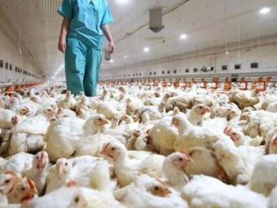 Kurczak dwukrotnie droższy na Kanarach niż w Hiszpanii