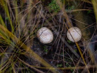 88-letnia kobieta nie żyje, jej mąż w szpitalu. Znana prawdopodobna przyczyna