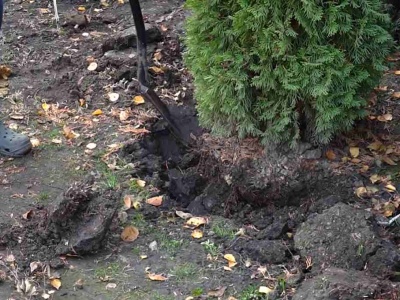 Ogrodnicy wrzucają do dołka. Tuje zawsze się przyjmują podczas przesadzania