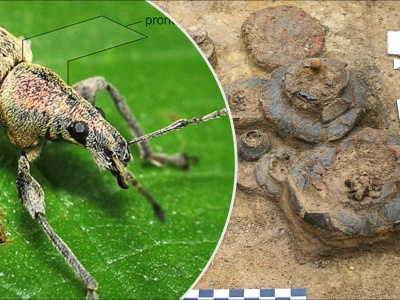 Bi-ŻUK-teria z Domasławia. Ozdoba z chrząszczy odkryta w dziecięcym grobie sprzed 2700 lat