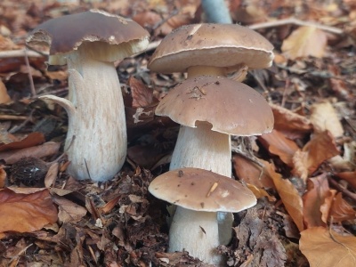 Trafili do szpitala po zjedzeniu grzybów, jedna osoba nie żyje [ Prasówka ]