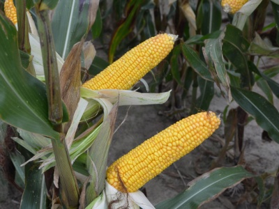 Z późnymi odmianami kukurydzy może być w tym roku problem