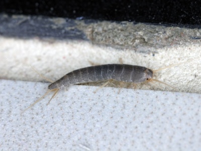 Połóż w łazience, a problem zniknie jak ręką odjął. Łazienkowe robale nie znoszą tego zapachu