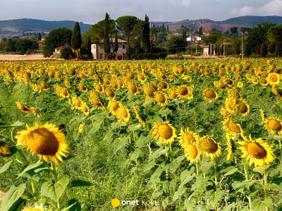 Ślub zakończony bójką na polu słoneczników. Młoda para trafiła do szpitala