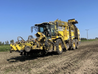 Cena usługi zbioru buraków 2025. Zobacz, ile kosztuje kopanie buraków cukrowych?