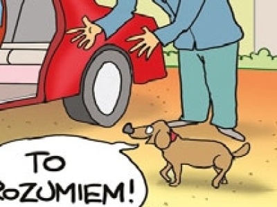 Czy twój pies chce wsiadać do auta? Tu pomoże prosty test