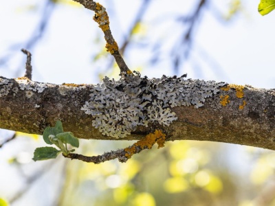 Wykwity znikną z drzew owocowych w mgnieniu oka. Wystarczy zmieszać 2 produkty
