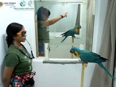 Nie tylko ludzie: ary szafirowe zdolne do naśladowania przez osobę trzecią