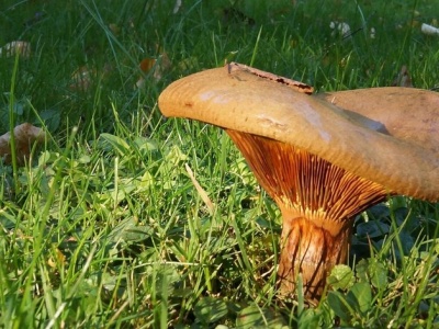 Ten grzyb był kiedyś warunkowo jadalny. Dziś wiadomo, że jest trujący