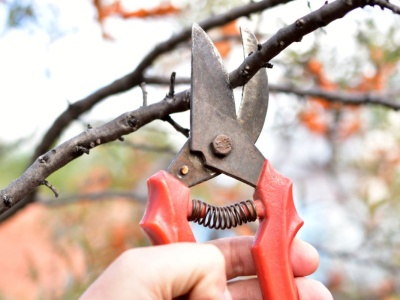 Kiedy przycinać drzewa owocowe? Jeśli przekroczysz termin, nie zaowocują