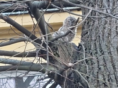 Politechnika Krakowska chce wyciąć drzewa przy ul. Lea. Mieszkańcy alarmują: tu żyją puszczyki i jeże (ZDJĘCIA)