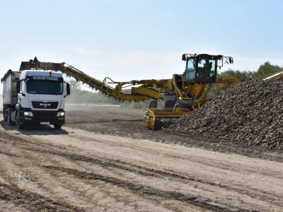 Kampania cukrownicza 2025/2026: pogoda poprawia plony buraków cukrowych – prognozy wyższe od średniej