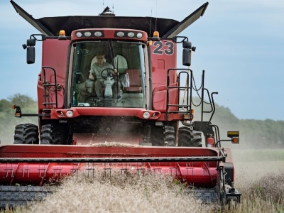 Ceny rzepaku w skupie 2025 – najnowsze stawki z 10 września
