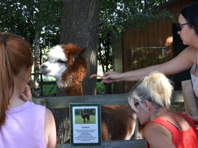 Rodzinne Babie Lato w Mini ZOO w Zaczarniu dla całych rodzin – na scenie Kordian