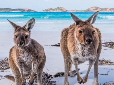 Podróż poślubna do Australii