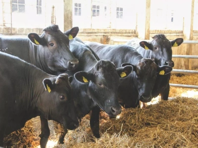 Bydło droższe niż luksusowe auta. Rekordowa cena za jałówkę