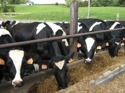 Krowy zatruły się jadem kiełbasianym. Podejrzaną paszę wycofano.