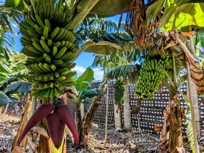 Pestycydy niszczą pożyteczne owady na plantacjach bananów