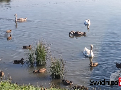 Za dokarmianie łabędzi chlebem można trafić przed sąd? Najpierw akcja informacyjna, potem konsekwencje