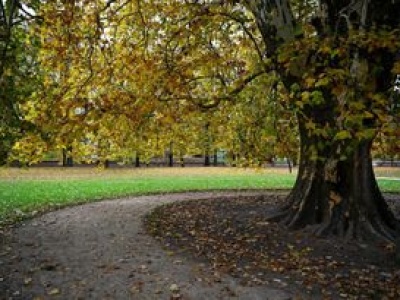 Naukowcy: drzewa gubią liście wcześniej niż zwykle