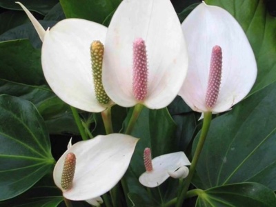 Jesienią tylko ten składnik wesprze skrzydłokwiat. Inne nawozy mu zaszkodzą