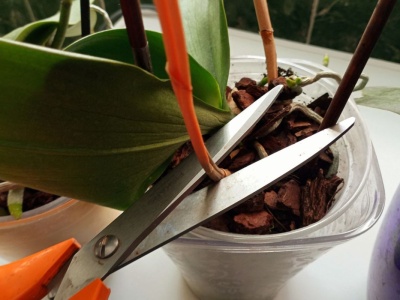 Wyciśnij kilka kropel i podlej. Storczyk zakwitnie po raz drugi