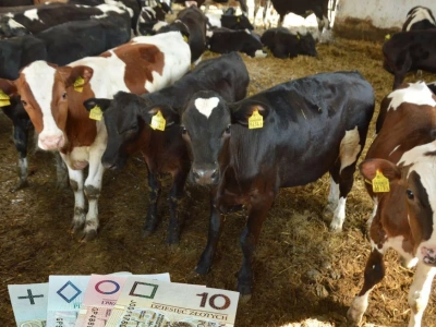 Ceny cieląt i odsadków znów wzrosły! Ile kosztują importowane, a ile krajowe?