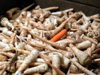 Dramat rolników. Ponad 10 mln zł straty. Zamiast pietruszki korzeniowej wyrosło to. 