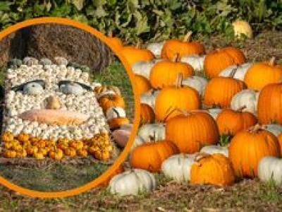 Magiczna kraina dyń w Wielkopolsce. Musisz to zobaczyć!