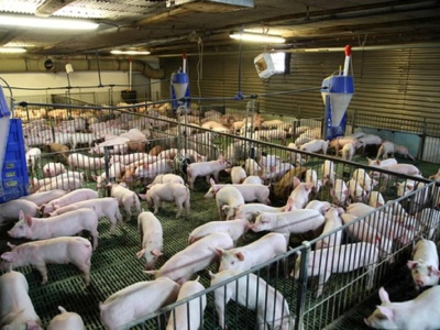 Czy nasz rynek zaleje hiszpańska wieprzowina, a ceny tuczników gwałtownie spadną?