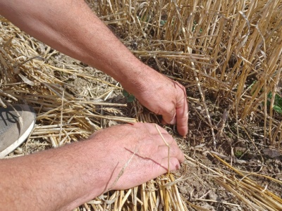 Ekoschemat Biologiczna uprawa. 15 września mija termin na złożenie dokumentów