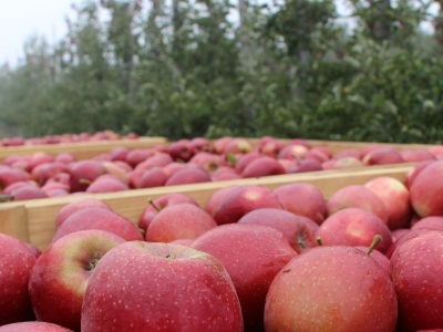 Polska — największy producent jabłek w Unii Europejskiej