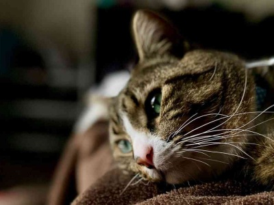 4 ciche sygnały, że Twój kot ma depresję. Nie ignoruj ich