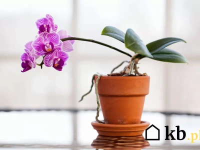 Jeden składnik z kosmetyczki, a storczyki odzyskają zdrowy wygląd. Stosuj co dwa tygodnie