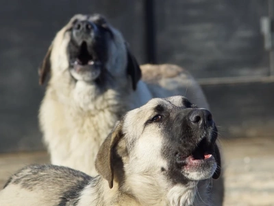 Problem bezpańskich psów. Mieszkańcy mówią o zagrożeniu