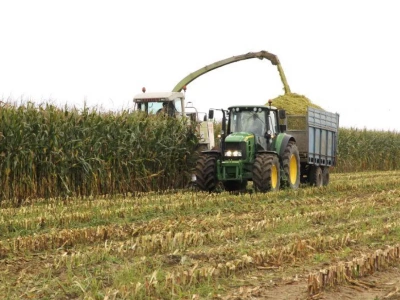 Kiedy kosić kukurydzę na kiszonkę? Termin decyduje o jakości paszy