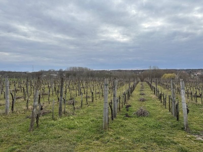 Winnice uczą nas, jak uprawiać przyszłość