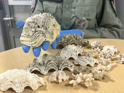 KAS udaremniła przemyt rafy koralowej i odzieży ze skóry pytona