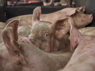 Masz mniej niż 50 świń? ARiMR zrefunduje poniesione koszty na bioasekurację