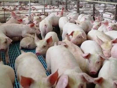 Świńskie cła Pekinu. Chiny na wieprzowinie mszczą się za unijne cła na elektryki