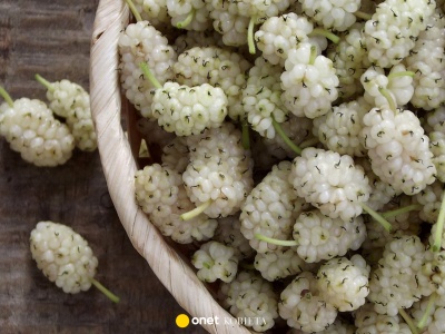 Pomagają walczyć z miażdżycą i wspierają odchudzanie. Warto włączyć te białe owoce do diety